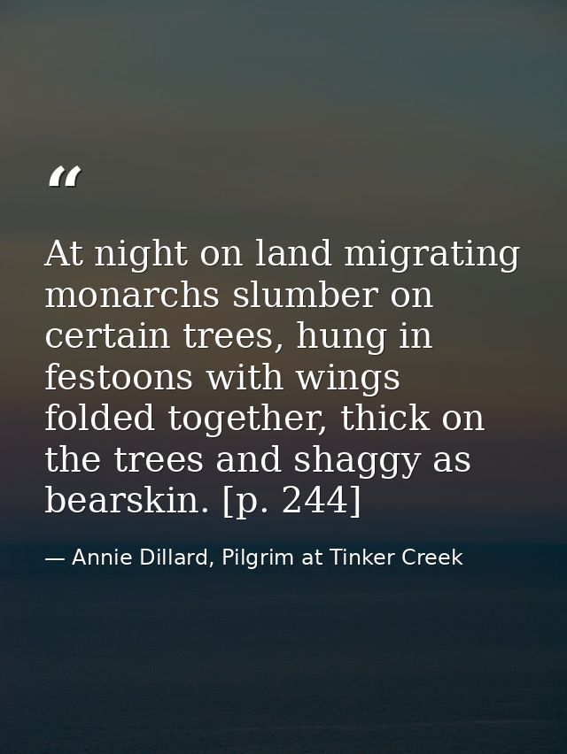 At night on land migrating monarchs slumber on certain trees, hung in festoons with wings folded together, thick on the  — Annie Dillard, Pilgrim at Tinker Creek