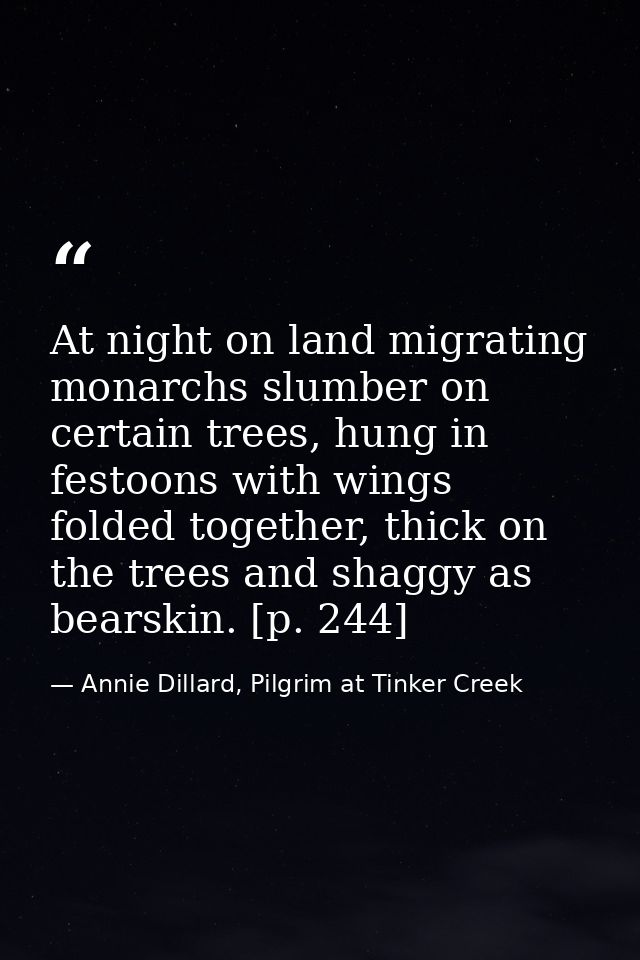 At night on land migrating monarchs slumber on certain trees, hung in festoons with wings folded together, thick on the  — Annie Dillard, Pilgrim at Tinker Creek
