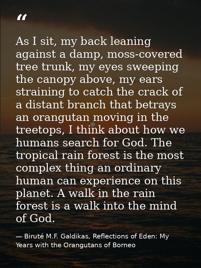 As I sit, my back leaning against a damp, moss-covered tree trunk, my eyes sweeping the canopy above, my ears straining  — Biruté M.F. Galdikas, Reflections of Eden: My Years with the Orangutans of Borneo