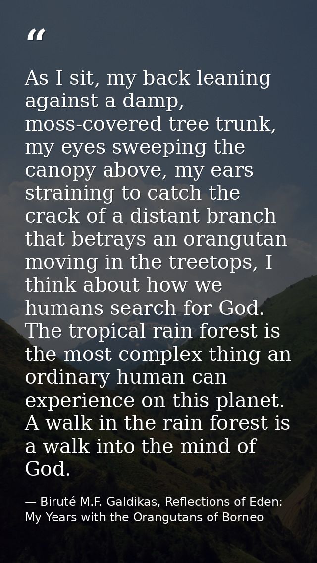 As I sit, my back leaning against a damp, moss-covered tree trunk, my eyes sweeping the canopy above, my ears straining  — Biruté M.F. Galdikas, Reflections of Eden: My Years with the Orangutans of Borneo