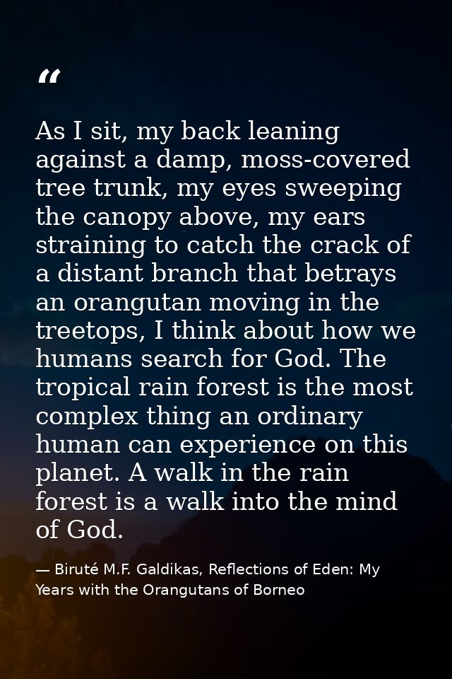 As I sit, my back leaning against a damp, moss-covered tree trunk, my eyes sweeping the canopy above, my ears straining  — Biruté M.F. Galdikas, Reflections of Eden: My Years with the Orangutans of Borneo