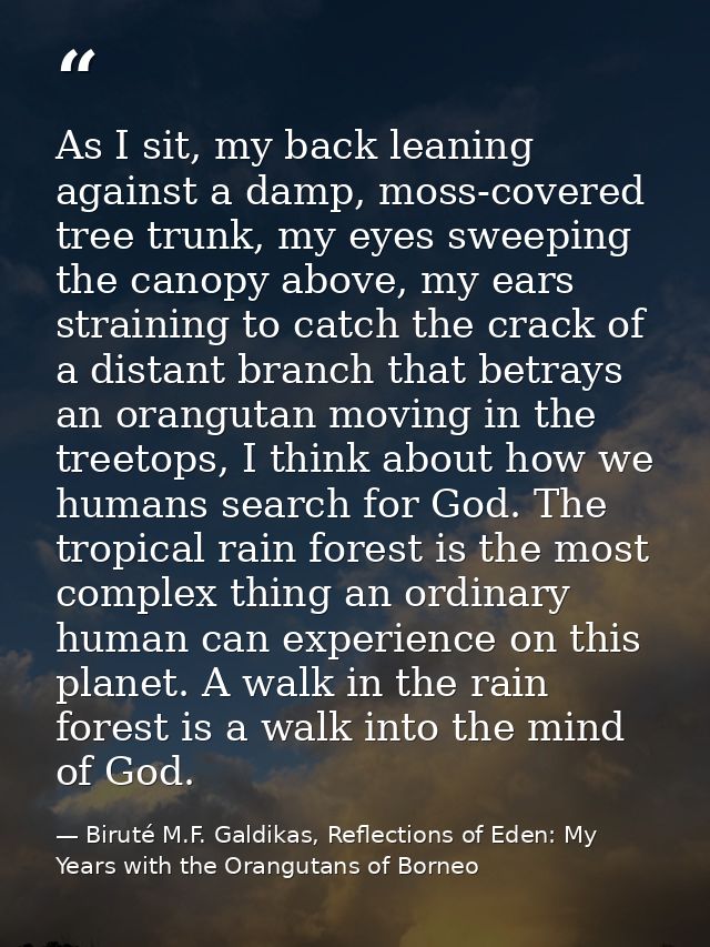 As I sit, my back leaning against a damp, moss-covered tree trunk, my eyes sweeping the canopy above, my ears straining  — Biruté M.F. Galdikas, Reflections of Eden: My Years with the Orangutans of Borneo