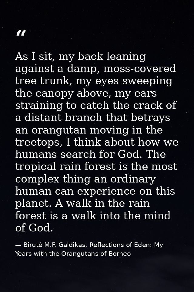 As I sit, my back leaning against a damp, moss-covered tree trunk, my eyes sweeping the canopy above, my ears straining  — Biruté M.F. Galdikas, Reflections of Eden: My Years with the Orangutans of Borneo