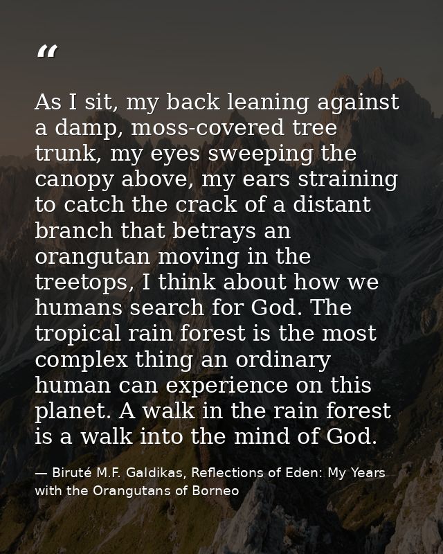 As I sit, my back leaning against a damp, moss-covered tree trunk, my eyes sweeping the canopy above, my ears straining  — Biruté M.F. Galdikas, Reflections of Eden: My Years with the Orangutans of Borneo