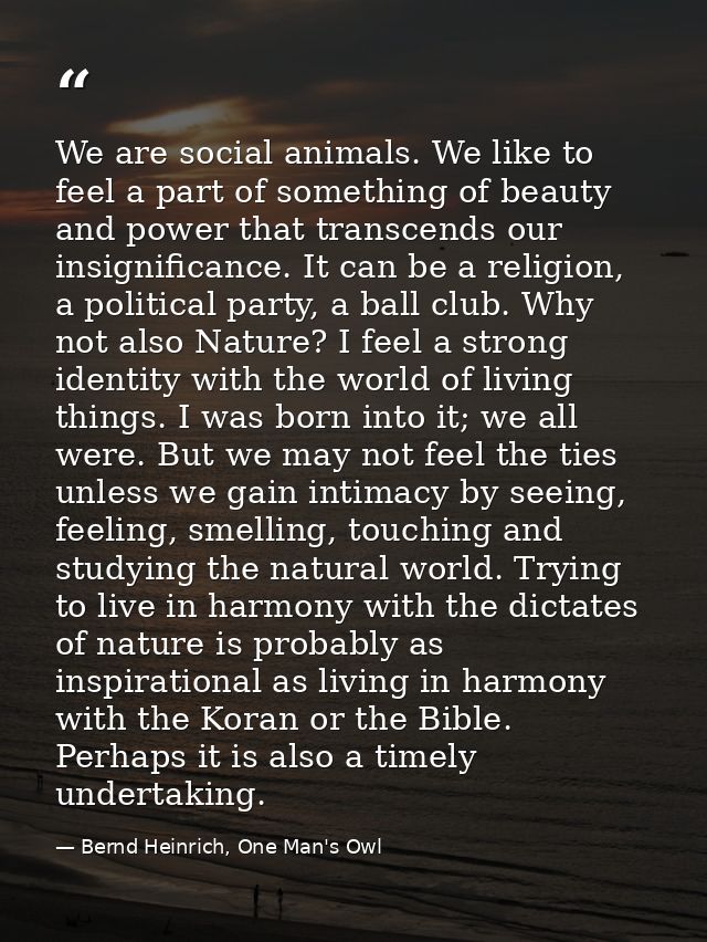 We are social animals. We like to feel a part of something of beauty and power that transcends our insignificance. It ca — Bernd Heinrich, One Man's Owl