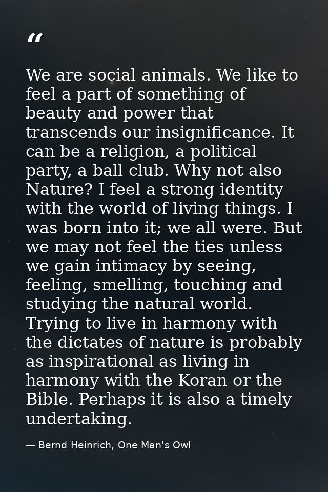 We are social animals. We like to feel a part of something of beauty and power that transcends our insignificance. It ca — Bernd Heinrich, One Man's Owl