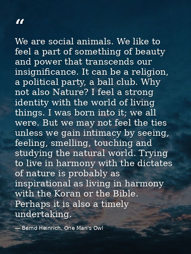 We are social animals. We like to feel a part of something of beauty and power that transcends our insignificance. It ca — Bernd Heinrich, One Man's Owl