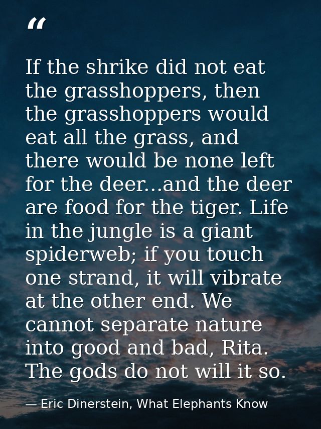 If the shrike did not eat the grasshoppers, then the grasshoppers would eat all the grass, and there would be none left  — Eric Dinerstein, What Elephants Know
