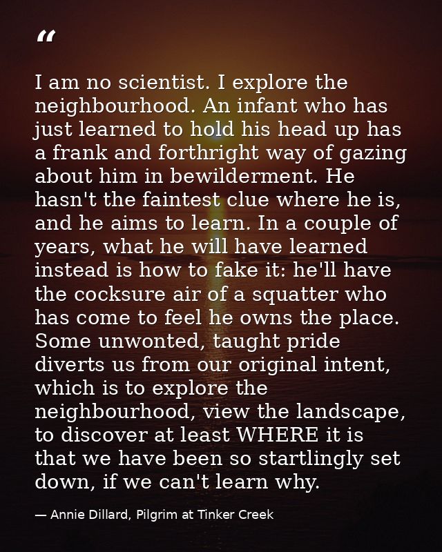I am no scientist. I explore the neighbourhood. An infant who has just learned to hold his head up has a frank and forth — Annie Dillard, Pilgrim at Tinker Creek