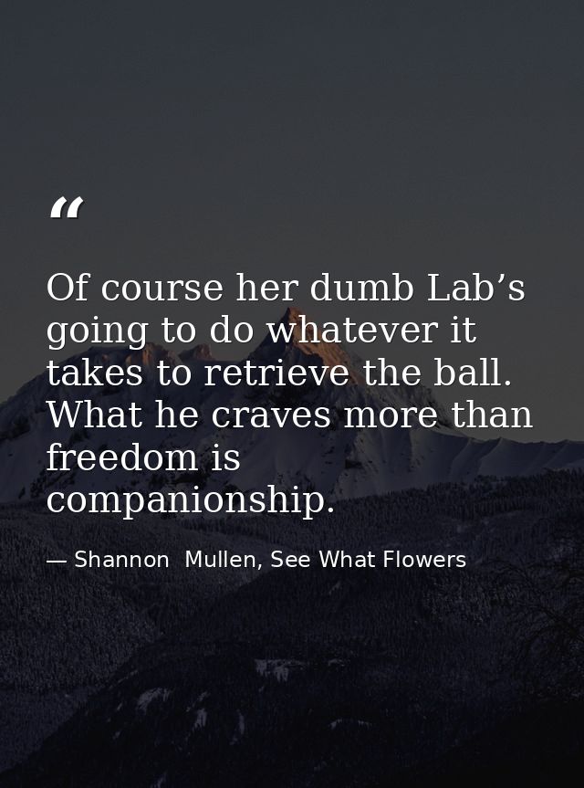 Of course her dumb Lab’s going to do whatever it takes to retrieve the ball. What he craves more than freedom is compani — Shannon  Mullen, See What Flowers