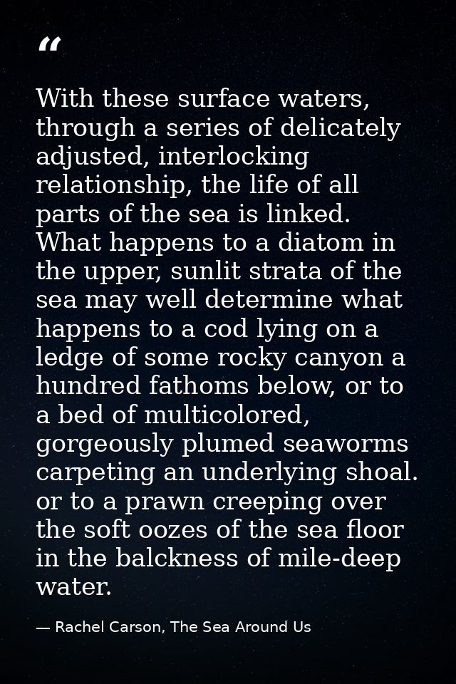 With these surface waters, through a series of delicately adjusted, interlocking relationship, the life of all parts of  — Rachel Carson, The Sea Around Us