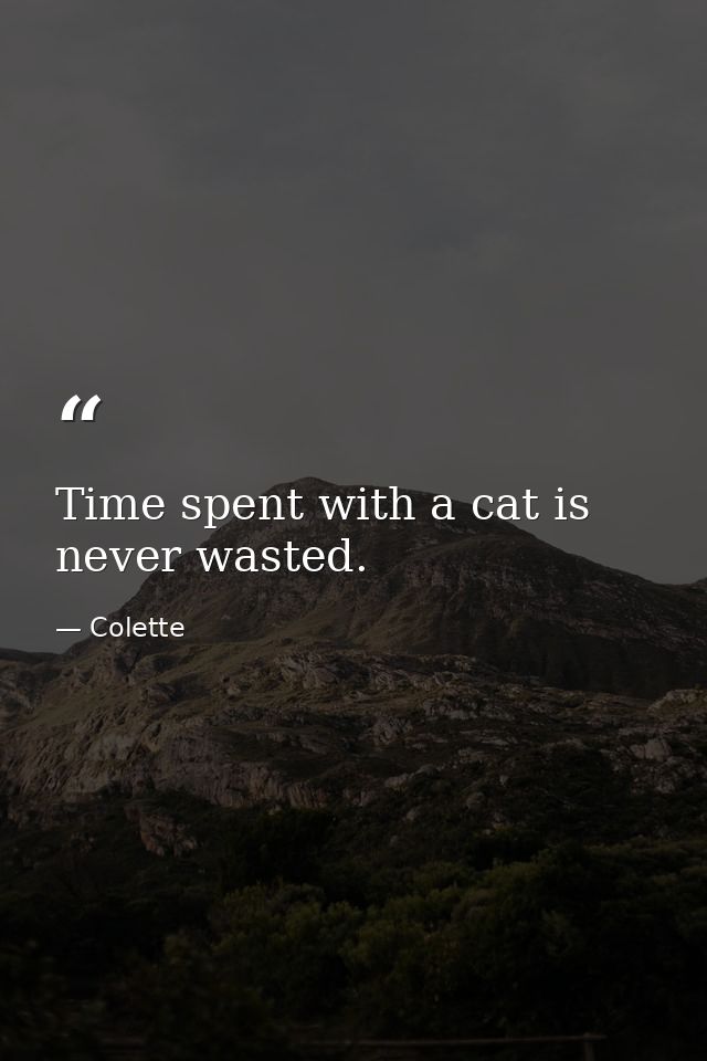 Time spent with a cat is never wasted. — Colette
