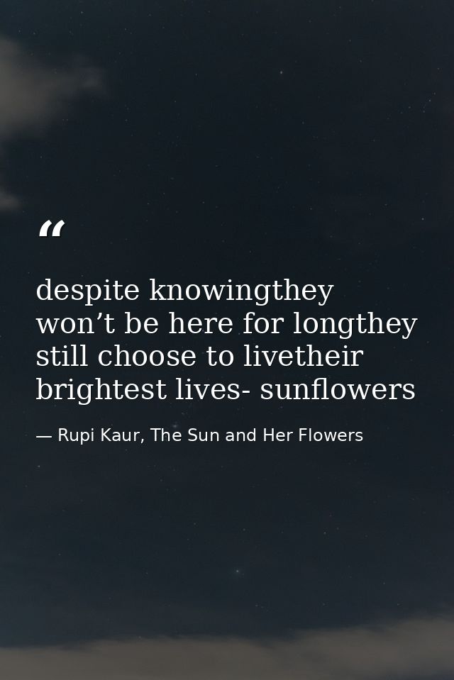 despite knowingthey won’t be here for longthey still choose to livetheir brightest lives- sunflowers — Rupi Kaur, The Sun and Her Flowers