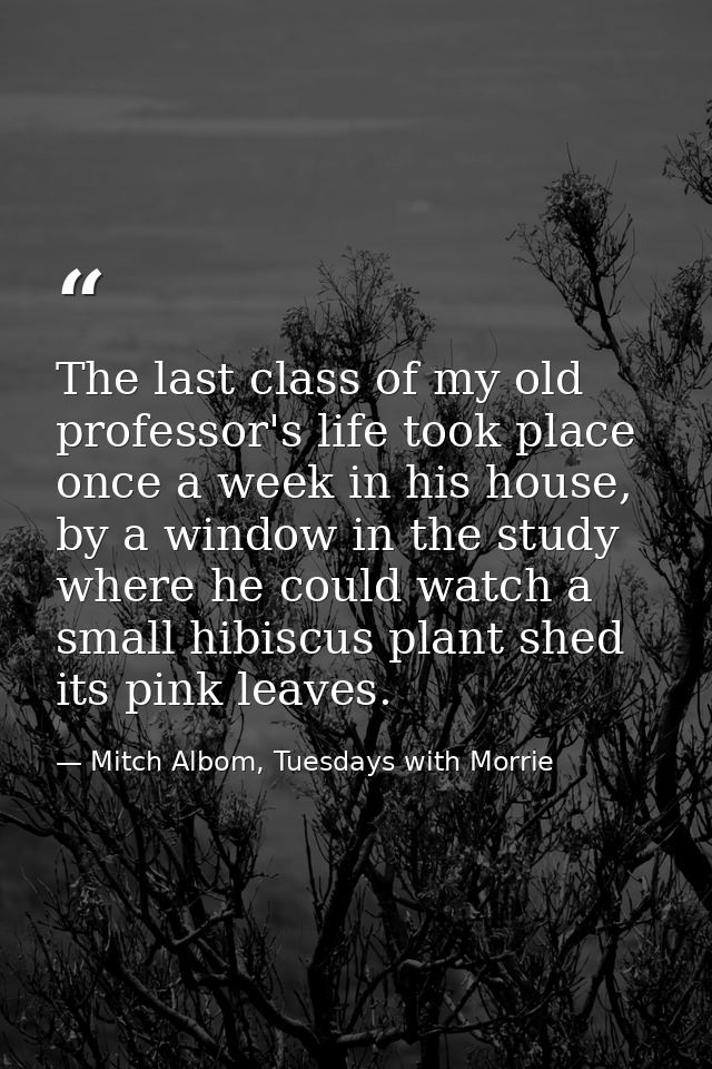 The last class of my old professor's life took place once a week in his house, by a window in the study where he could w — Mitch Albom, Tuesdays with Morrie