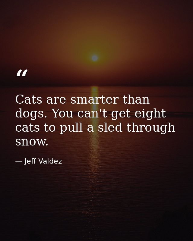 Cats are smarter than dogs. You can't get eight cats to pull a sled through snow. — Jeff Valdez