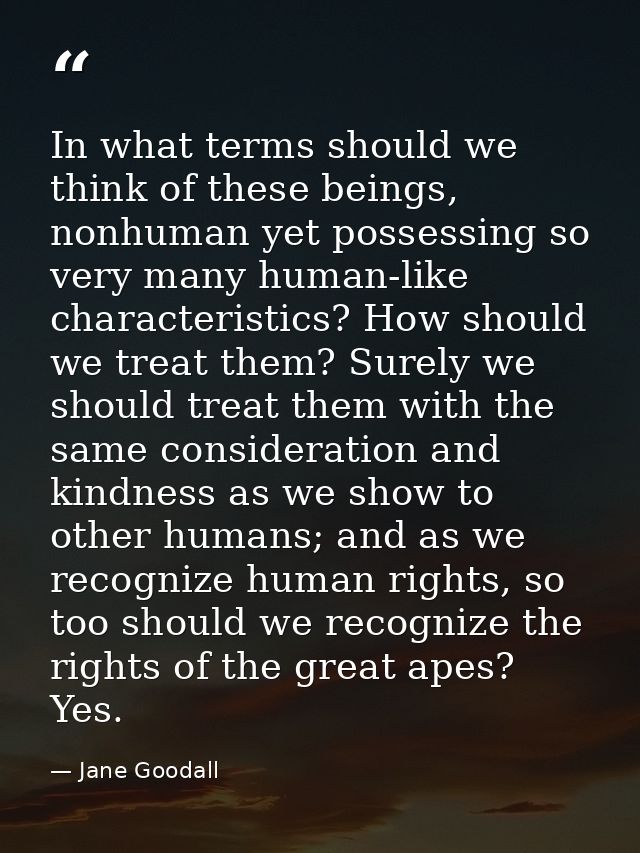 In what terms should we think of these beings, nonhuman yet possessing so very many human-like characteristics? How shou — Jane Goodall