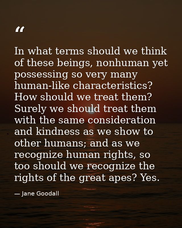 In what terms should we think of these beings, nonhuman yet possessing so very many human-like characteristics? How shou — Jane Goodall