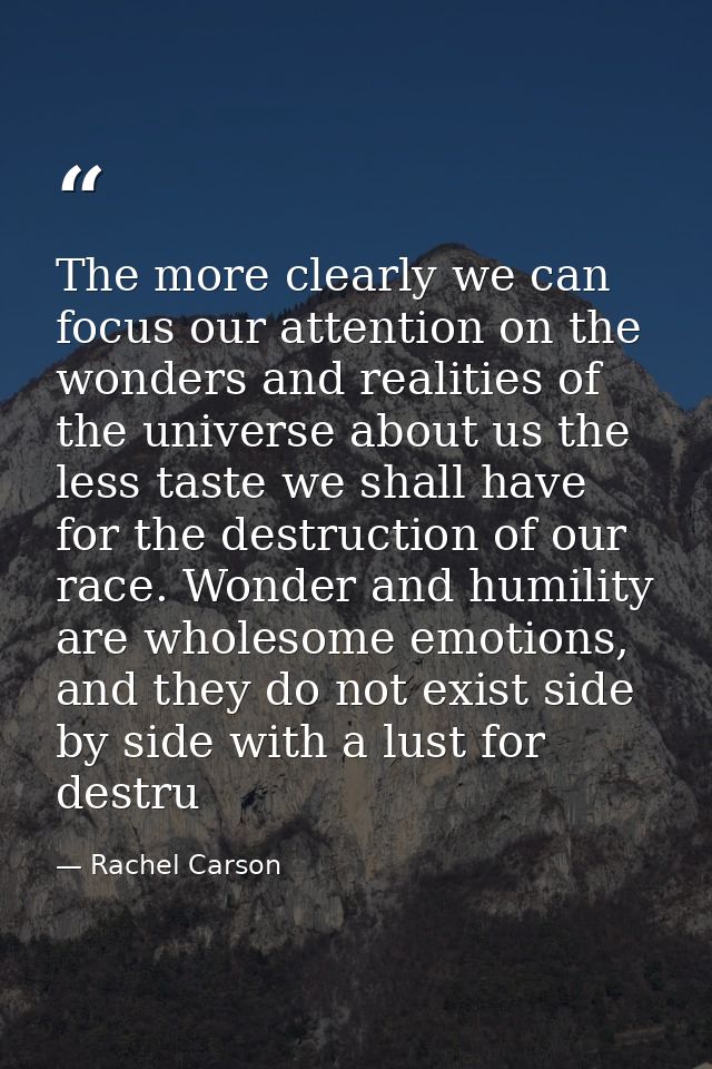 The more clearly we can focus our attention on the wonders and realities of the universe about us the less taste we shal — Rachel Carson