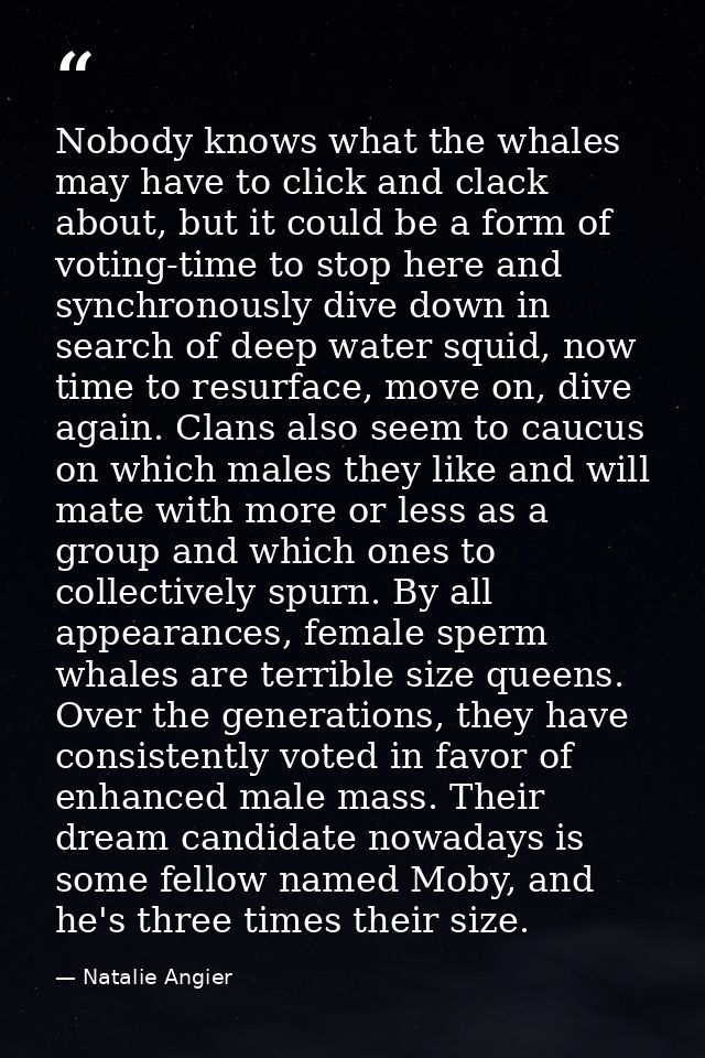 Nobody knows what the whales may have to click and clack about, but it could be a form of voting-time to stop here and s — Natalie Angier