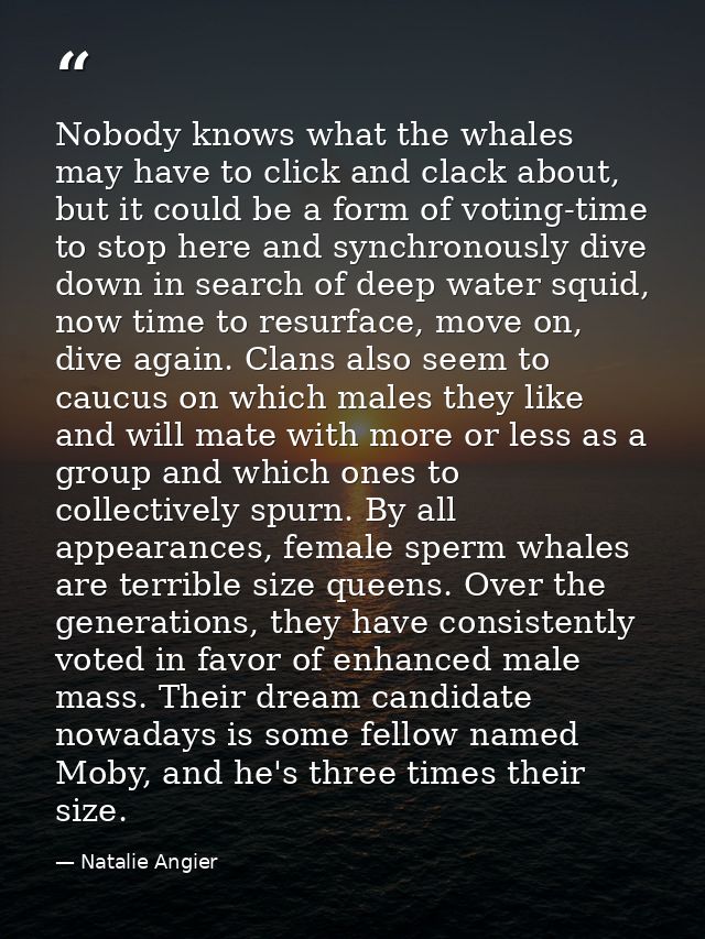 Nobody knows what the whales may have to click and clack about, but it could be a form of voting-time to stop here and s — Natalie Angier