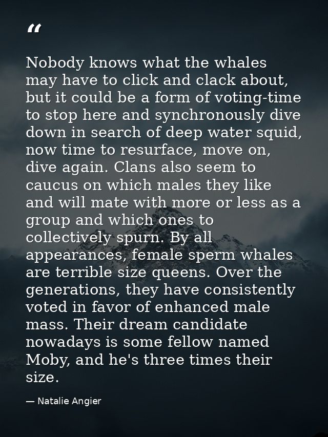 Nobody knows what the whales may have to click and clack about, but it could be a form of voting-time to stop here and s — Natalie Angier