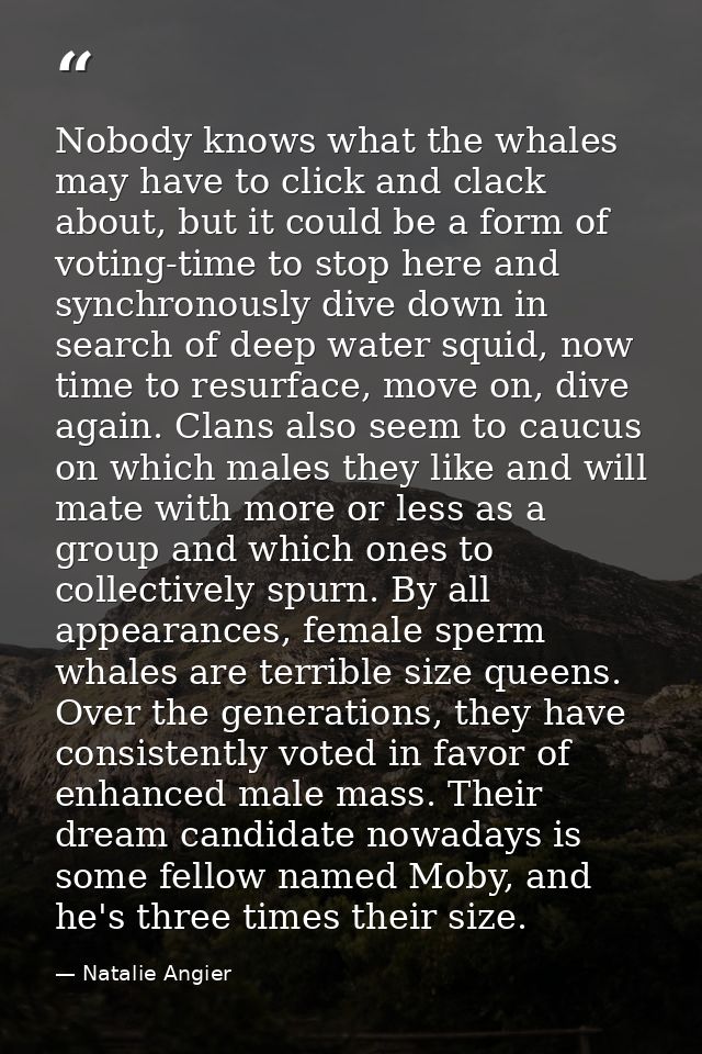 Nobody knows what the whales may have to click and clack about, but it could be a form of voting-time to stop here and s — Natalie Angier