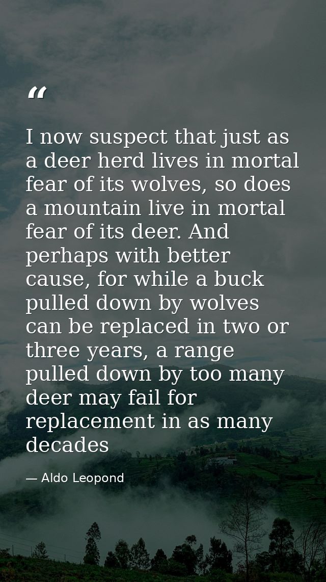I now suspect that just as a deer herd lives in mortal fear of its wolves, so does a mountain live in mortal fear of its — Aldo Leopond