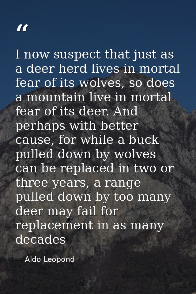 I now suspect that just as a deer herd lives in mortal fear of its wolves, so does a mountain live in mortal fear of its — Aldo Leopond