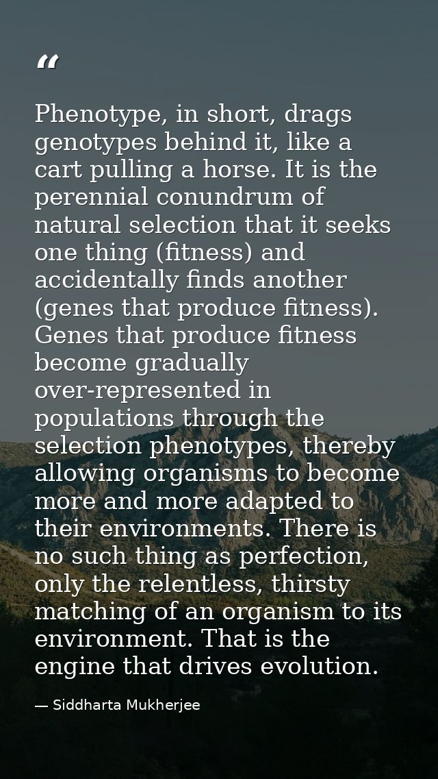 Phenotype, in short, drags genotypes behind it, like a cart pulling a horse. It is the perennial conundrum of natural se — Siddharta Mukherjee