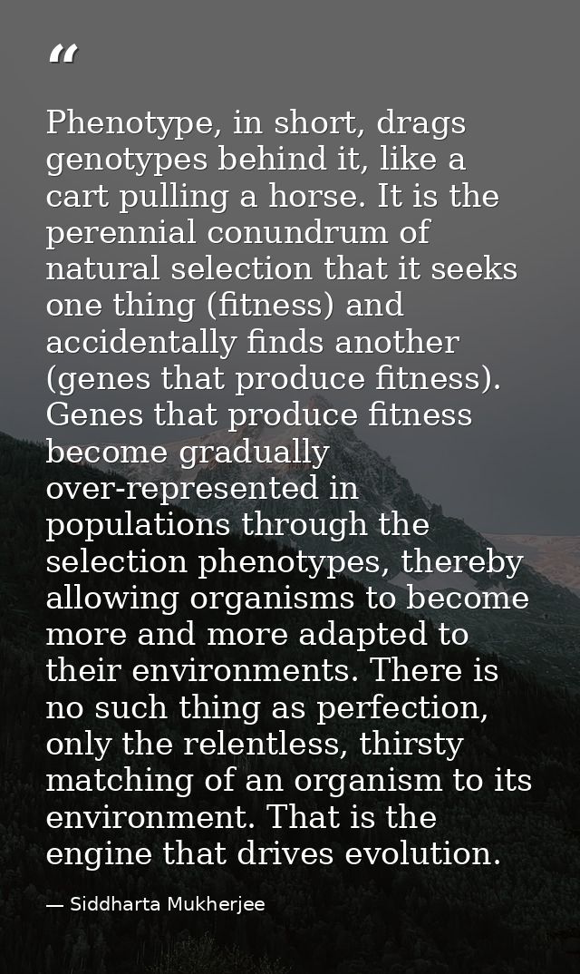 Phenotype, in short, drags genotypes behind it, like a cart pulling a horse. It is the perennial conundrum of natural se — Siddharta Mukherjee