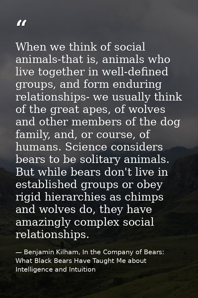 When we think of social animals-that is, animals who live together in well-defined groups, and form enduring relationshi — Benjamin Kilham, In the Company of Bears: What Black Bears Have Taught Me about Intelligence and Intuition