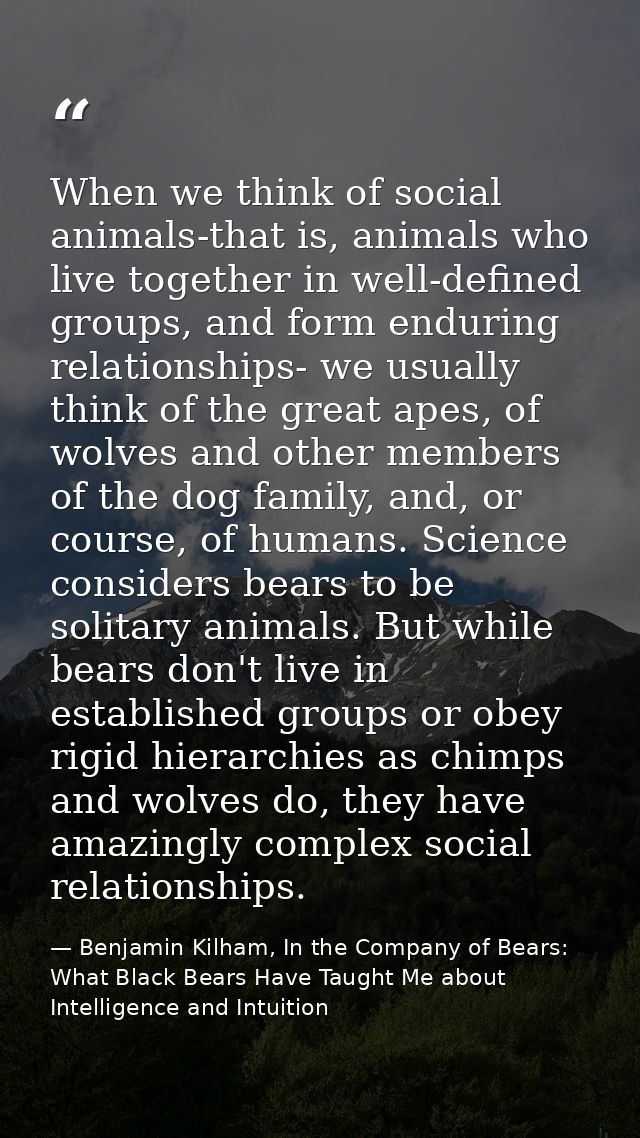 When we think of social animals-that is, animals who live together in well-defined groups, and form enduring relationshi — Benjamin Kilham, In the Company of Bears: What Black Bears Have Taught Me about Intelligence and Intuition