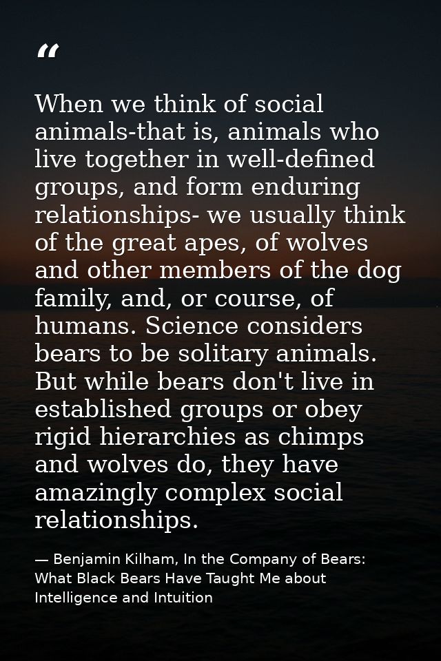 When we think of social animals-that is, animals who live together in well-defined groups, and form enduring relationshi — Benjamin Kilham, In the Company of Bears: What Black Bears Have Taught Me about Intelligence and Intuition
