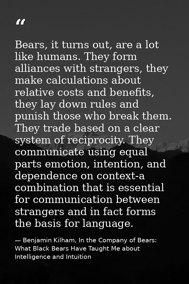Bears, it turns out, are a lot like humans. They form alliances with strangers, they make calculations about relative co — Benjamin Kilham, In the Company of Bears: What Black Bears Have Taught Me about Intelligence and Intuition