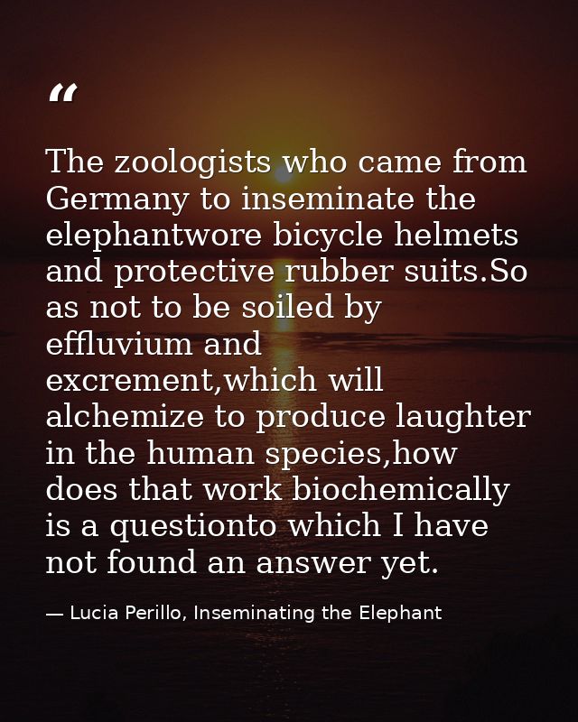The zoologists who came from Germany to inseminate the elephantwore bicycle helmets and protective rubber suits.So as no — Lucia Perillo, Inseminating the Elephant