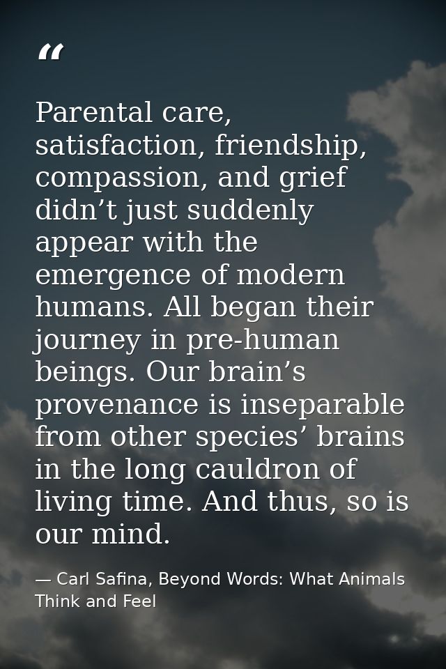 Parental care, satisfaction, friendship, compassion, and grief didn’t just suddenly appear with the emergence of modern  — Carl Safina, Beyond Words: What Animals Think and Feel