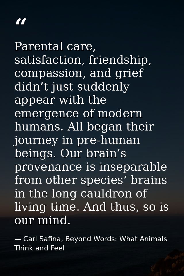 Parental care, satisfaction, friendship, compassion, and grief didn’t just suddenly appear with the emergence of modern  — Carl Safina, Beyond Words: What Animals Think and Feel