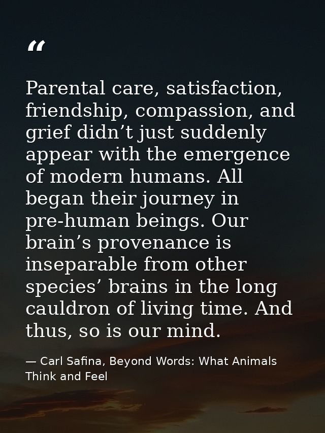 Parental care, satisfaction, friendship, compassion, and grief didn’t just suddenly appear with the emergence of modern  — Carl Safina, Beyond Words: What Animals Think and Feel