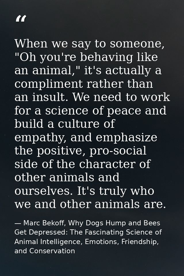 When we say to someone, "Oh you're behaving like an animal," it's actually a compliment rather than an insult. We need t — Marc Bekoff, Why Dogs Hump and Bees Get Depressed: The Fascinating Science of Animal Intelligence, Emotions, Friendship, and Conservation