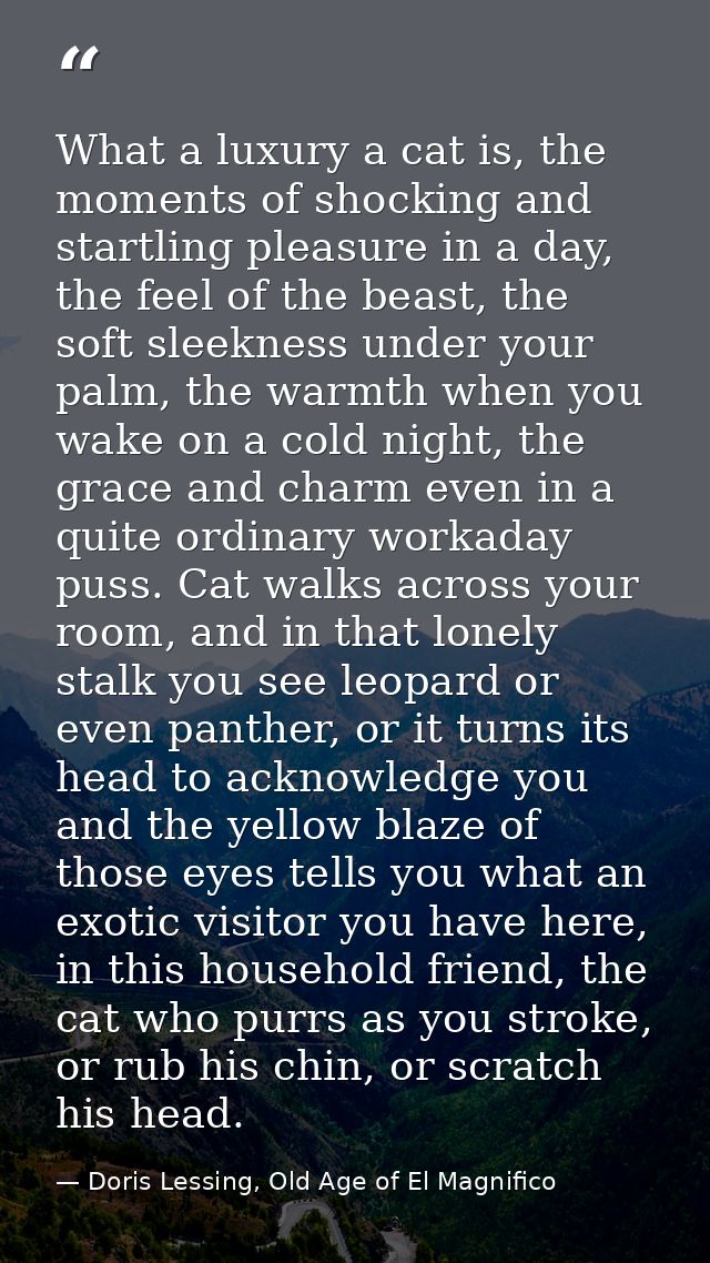 What a luxury a cat is, the moments of shocking and startling pleasure in a day, the feel of the beast, the soft sleekne — Doris Lessing, Old Age of El Magnifico
