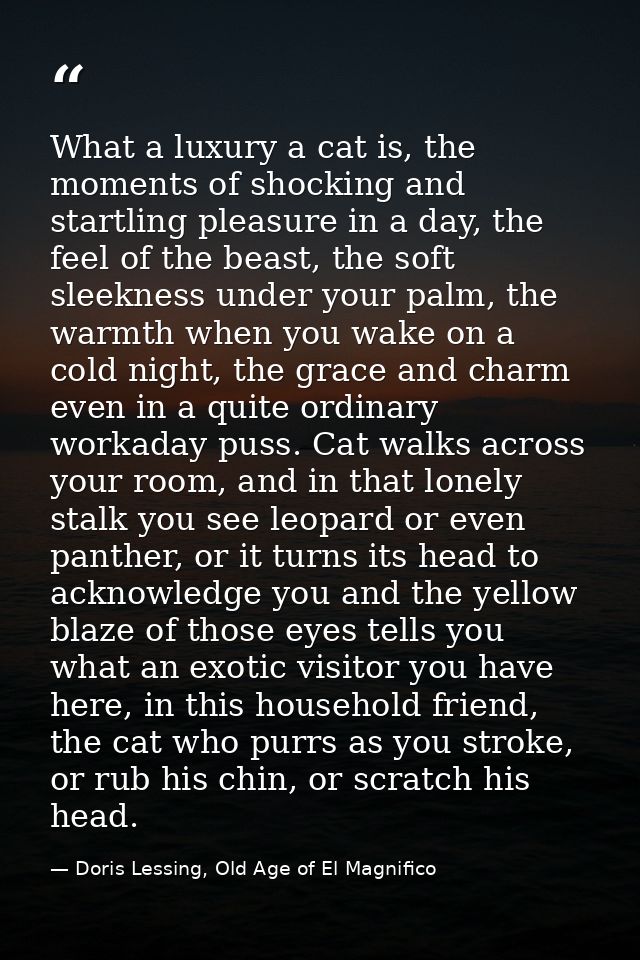 What a luxury a cat is, the moments of shocking and startling pleasure in a day, the feel of the beast, the soft sleekne — Doris Lessing, Old Age of El Magnifico