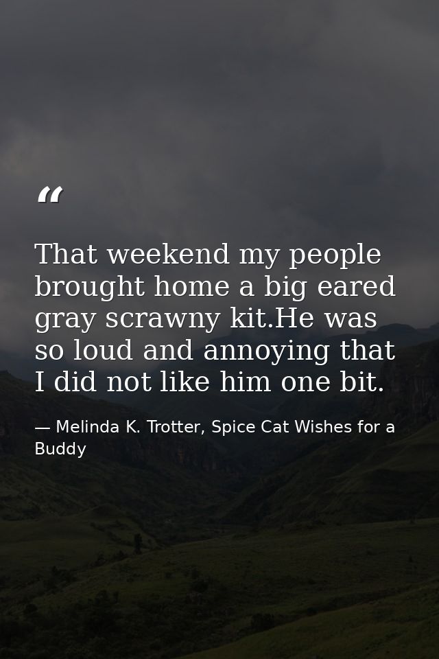 That weekend my people brought home a big eared gray scrawny kit.He was so loud and annoying that I did not like him one — Melinda K. Trotter, Spice Cat Wishes for a Buddy