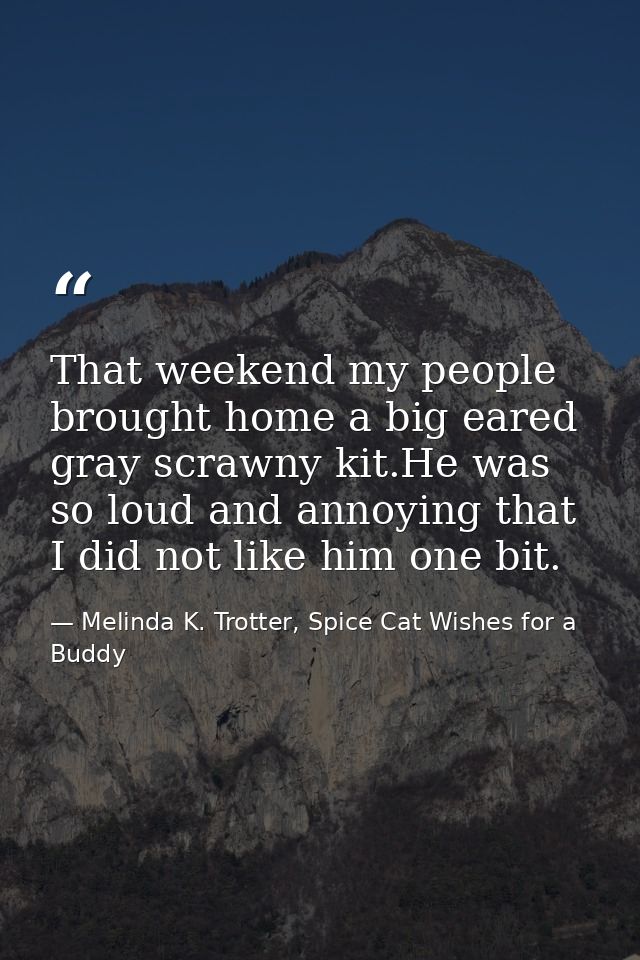 That weekend my people brought home a big eared gray scrawny kit.He was so loud and annoying that I did not like him one — Melinda K. Trotter, Spice Cat Wishes for a Buddy