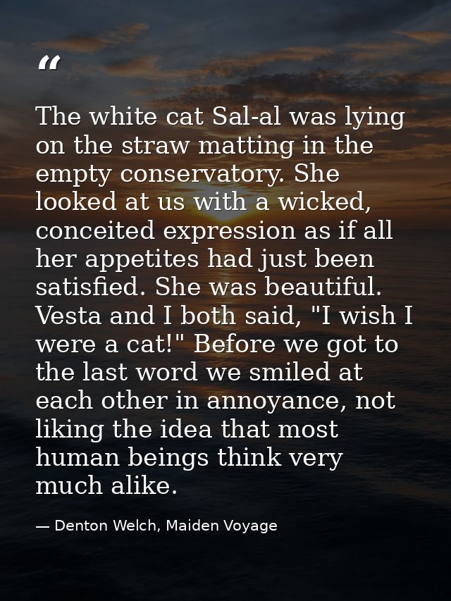 The white cat Sal-al was lying on the straw matting in the empty conservatory. She looked at us with a wicked, conceited — Denton Welch, Maiden Voyage