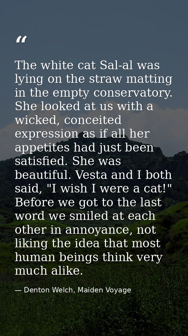 The white cat Sal-al was lying on the straw matting in the empty conservatory. She looked at us with a wicked, conceited — Denton Welch, Maiden Voyage