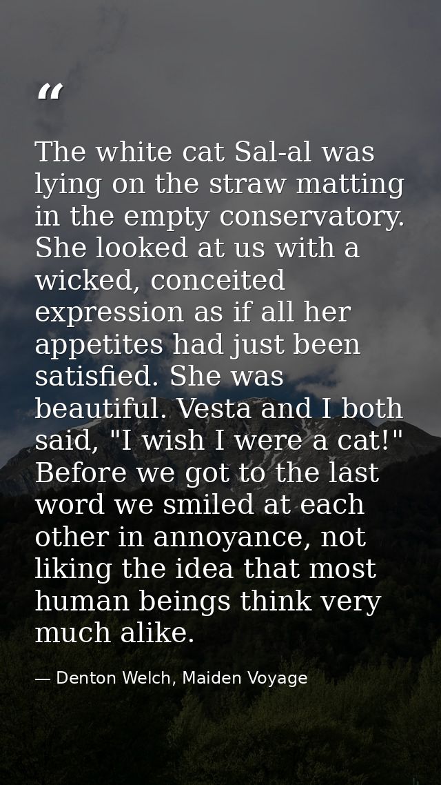 The white cat Sal-al was lying on the straw matting in the empty conservatory. She looked at us with a wicked, conceited — Denton Welch, Maiden Voyage