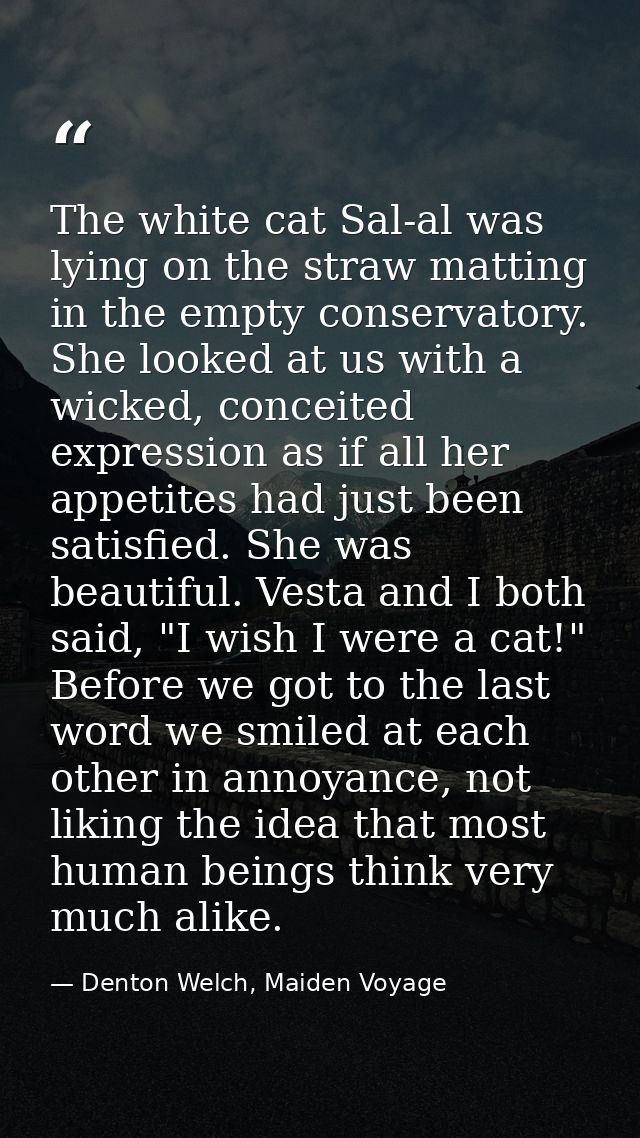 The white cat Sal-al was lying on the straw matting in the empty conservatory. She looked at us with a wicked, conceited — Denton Welch, Maiden Voyage