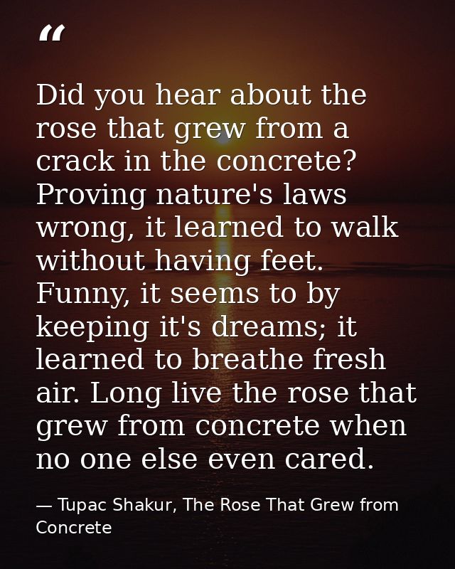 Did you hear about the rose that grew from a crack in the concrete? Proving nature's laws wrong, it learned to walk with — Tupac Shakur, The Rose That Grew from Concrete
