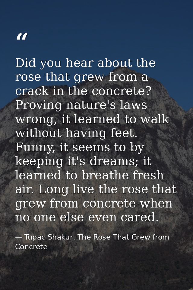 Did you hear about the rose that grew from a crack in the concrete? Proving nature's laws wrong, it learned to walk with — Tupac Shakur, The Rose That Grew from Concrete