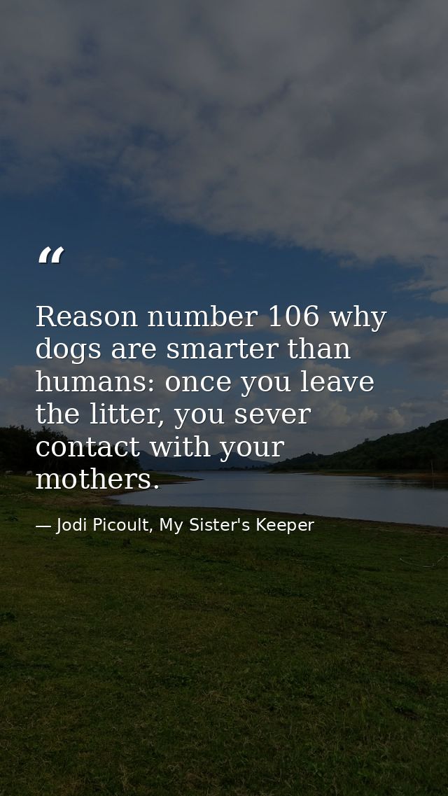 Reason number 106 why dogs are smarter than humans: once you leave the litter, you sever contact with your mothers. — Jodi Picoult, My Sister's Keeper